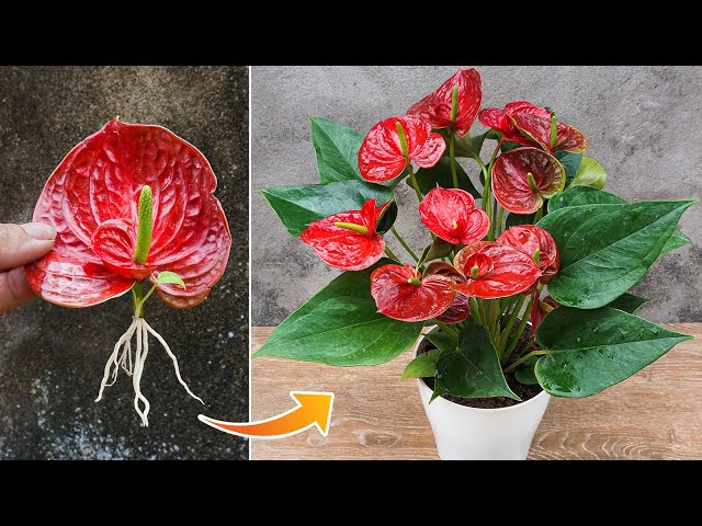 Simple method of propagating anthurium with flower branches