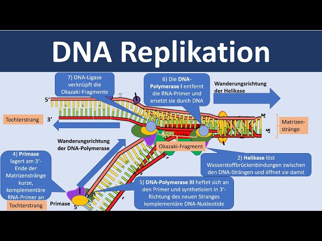 DNA Replikation / Verdopplung der DNA [Biologie, Oberstufe]