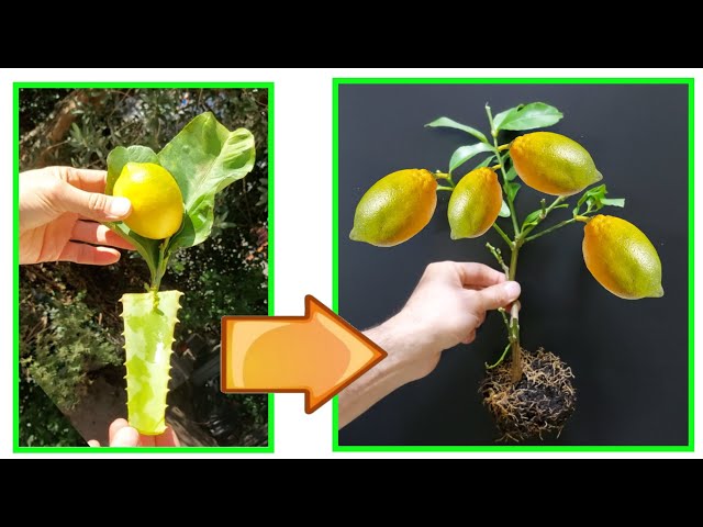 LEMON here's how to HAVE A NEW PLANT in a simple, fast and correct way, LEMON REPRODUCTION, LEMON