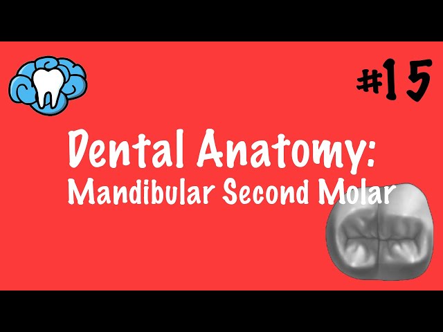 Dental Anatomy | Mandibular Second Molars | INBDE