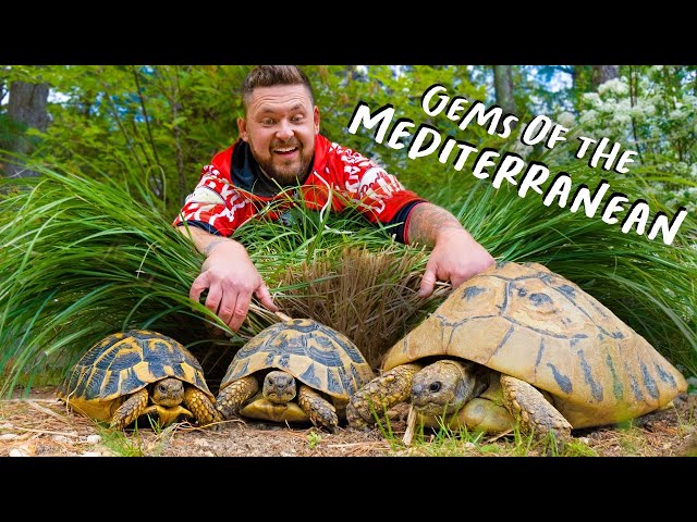 All About HERMANN’S TORTOISES!