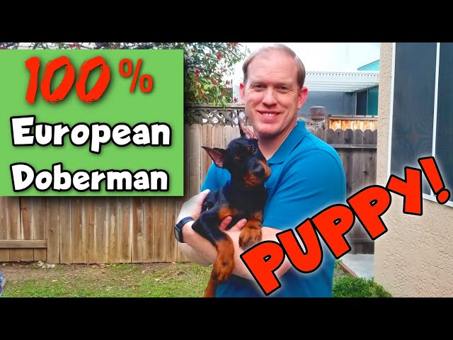 My NEW Doberman Puppy—and How I Found Him!