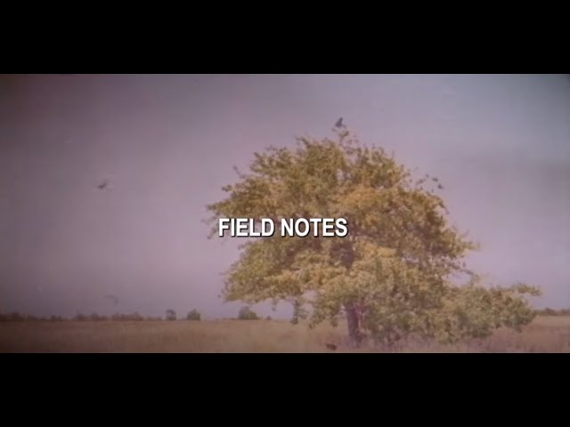 Owl City | Field Notes (Official Lyric Video) #FieldNotes #OwlCity