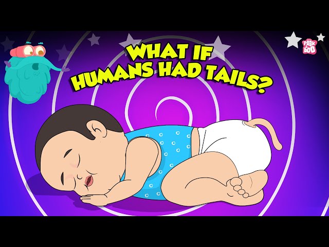 What If Humans Had Tails? | Human Anatomy | What if we Grow a Tail? | The Dr. Binocs Show