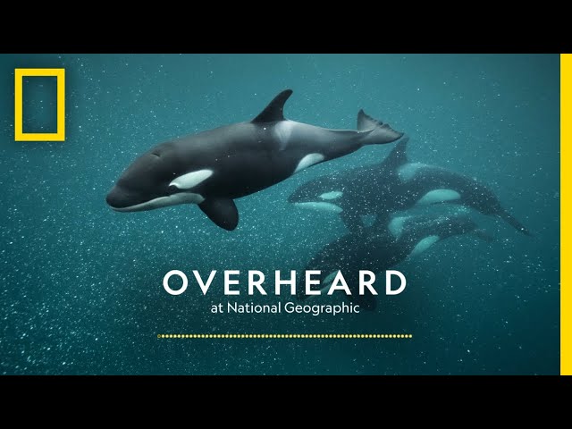 The Secret Culture of Orcas | Podcast | Overheard at National Geographic