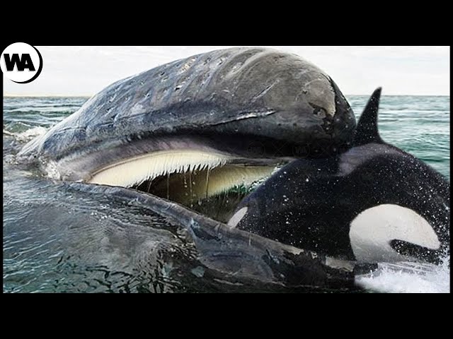 When an Orca Wants to Eat a Whale's Tongue