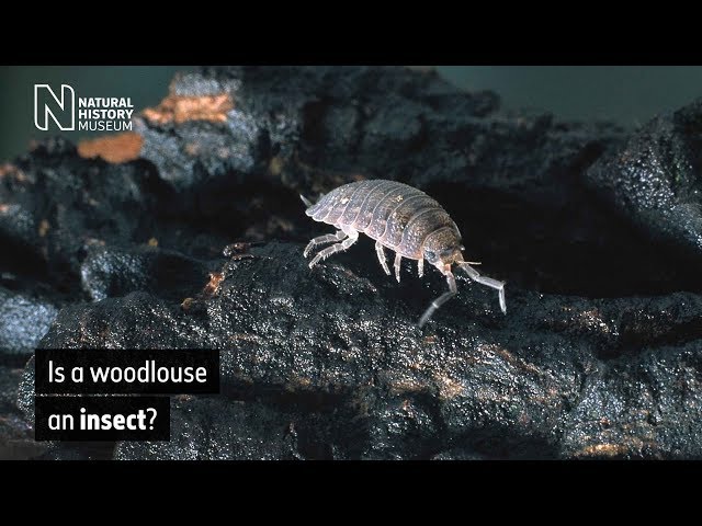 Is a woodlouse an insect? | Natural History Museum