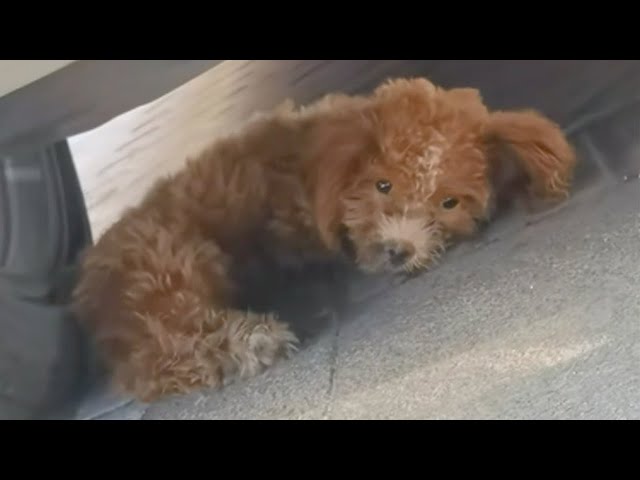 His front legs were paralyzed, he lay helplessly under the car crying loudly for help