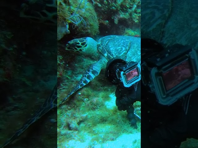Sea Turtle Eating a Sponge!
