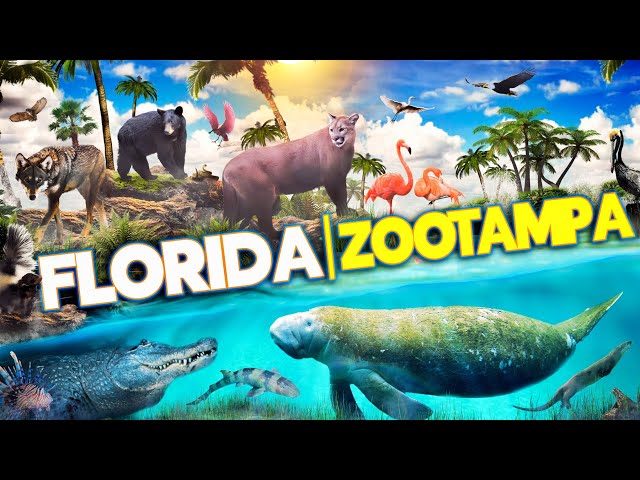 Zoo Tours: Florida | ZooTampa at Lowry Park