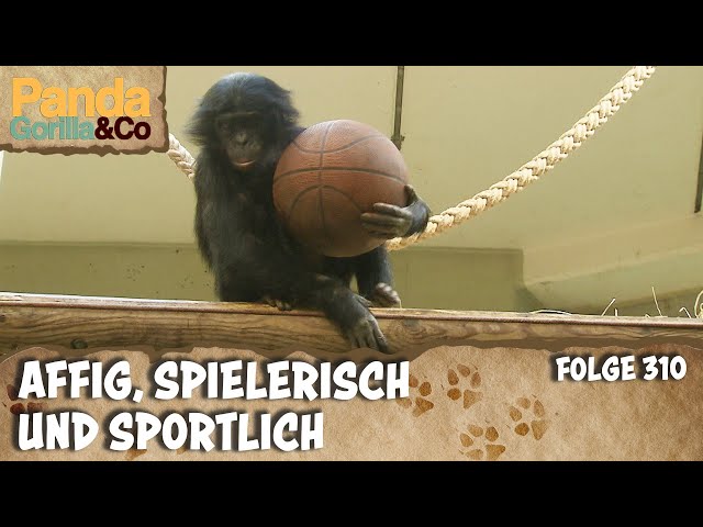 Basketball mit Bonobos | Panda, Gorilla & Co.