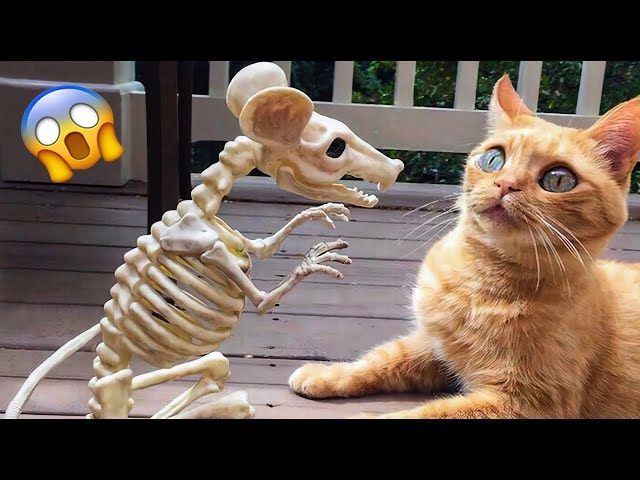 1 Hour of Funniest Cat Videos on the Planet #12 - Best Funny Animal Videos | Life Funny Pets