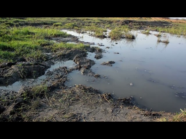 Building wetlands with Holistic Planned Grazing in Zimbabwe