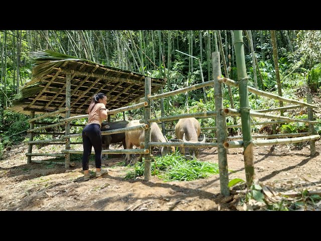 How to build bamboo house for buffalo 2021 - Ep.75