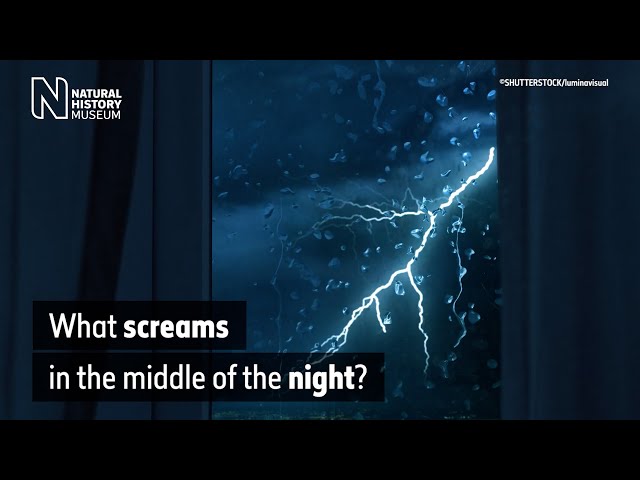What screams in the night? The spine-chilling night noises made by animals | Surprising Science