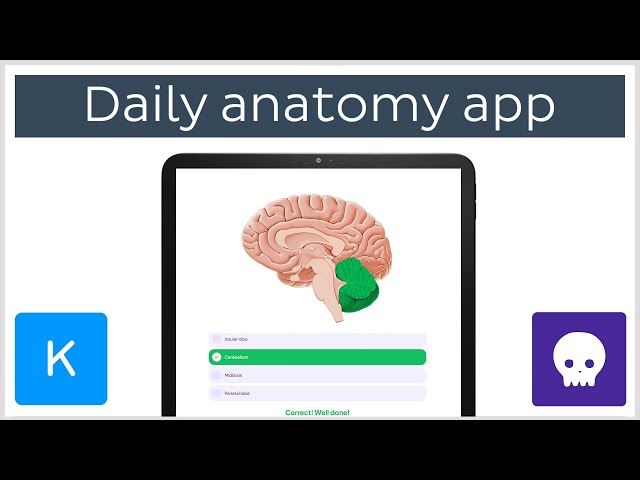 Learning anatomy with flashcards app: Daily Anatomy | Kenhub