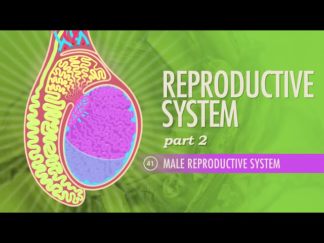 Reproductive System, Part 2 - Male Reproductive System: Crash Course Anatomy & Physiology #41