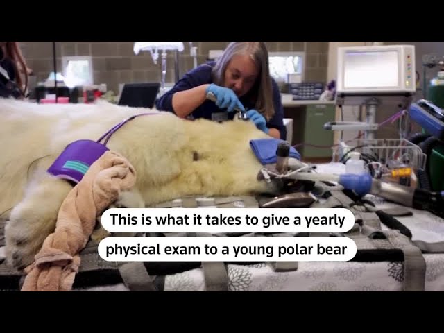 Watch a polar bear get an annual medical exam | REUTERS
