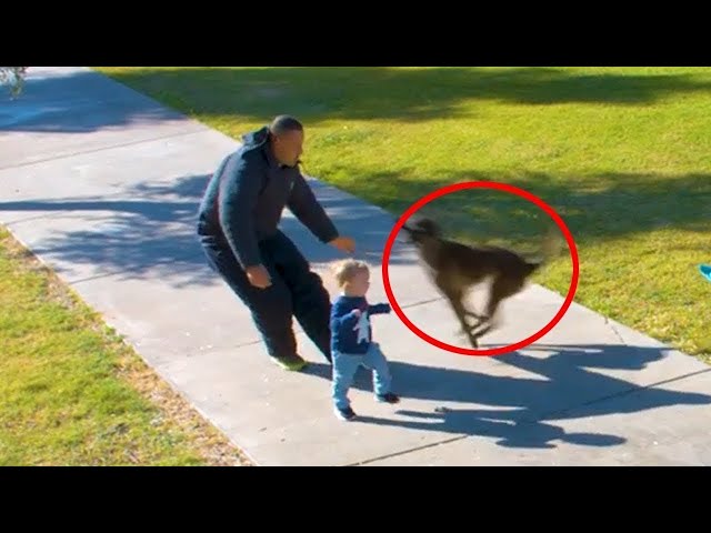 TOP 10 ANIMALS THAT SAVED PEOPLE'S LIVES! A Hero Puppy Saves A Baby