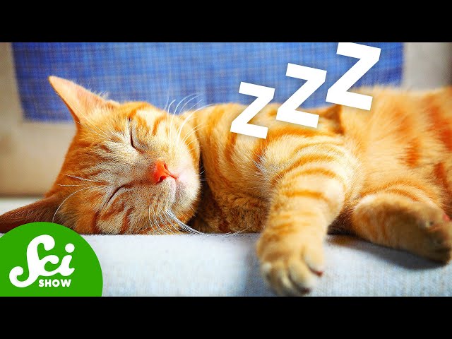 What's Your Cat Dreaming About?