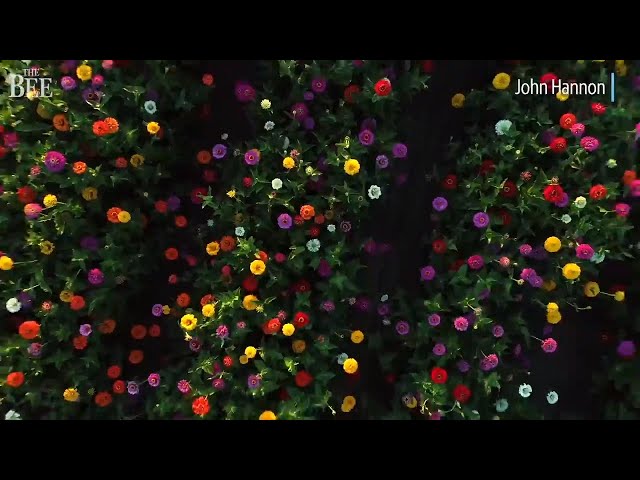 Drone: Fly Over Colorful Burst Of Zinnias Growing In Sacramento Area Flower Fields