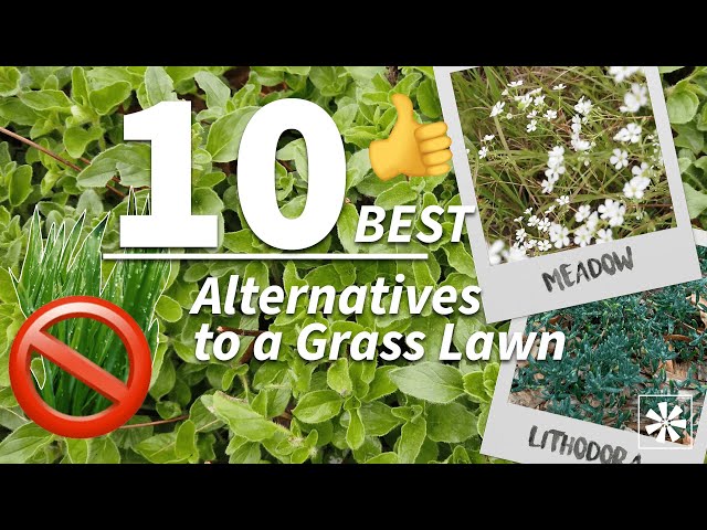 10 Ground Cover Plants to Replace Your Lawn