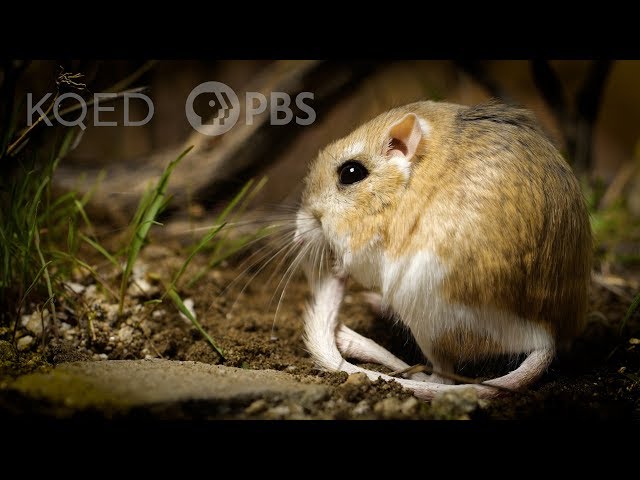 Kangaroo Rats Are Furry, Spring-Loaded Ninjas | Deep Look