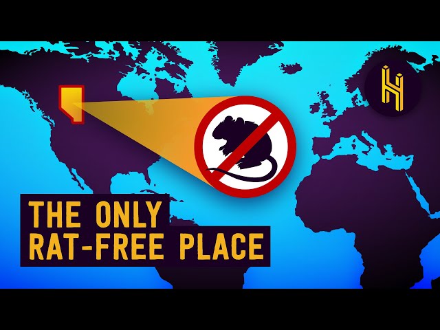 Why Alberta is the World's Only Rat-Free Place (With Humans)