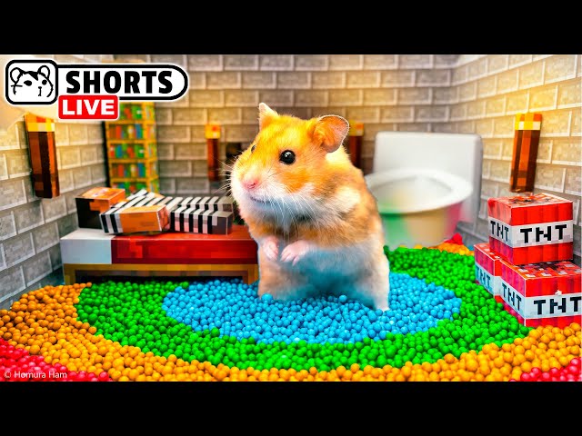 The Best Hamster Playgrounds and Maze Obstacle Courses - Shorts 🐹 Homura Ham