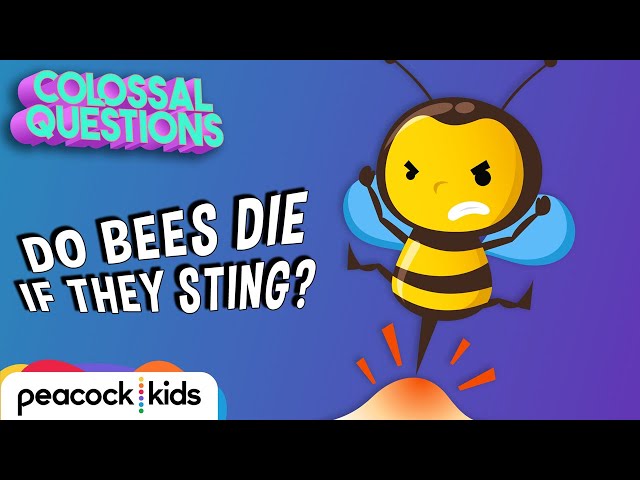 Why Do Bees Die After Stinging You? | COLOSSAL QUESTIONS