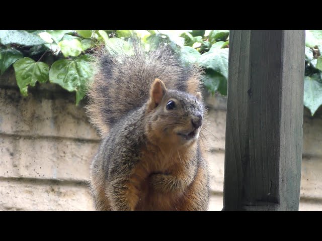 Porch Critter Karaoke 6 Featuring Sweetie the Squirrel - Piece of My Heart