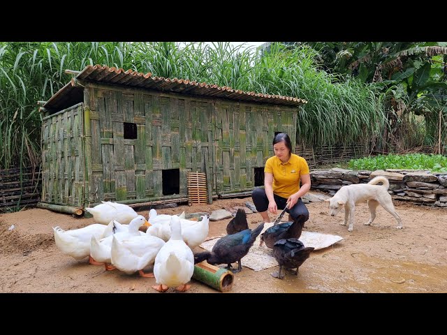 Building Bamboo House For Duck 2022, Farm Life, Gardening - Ep.109