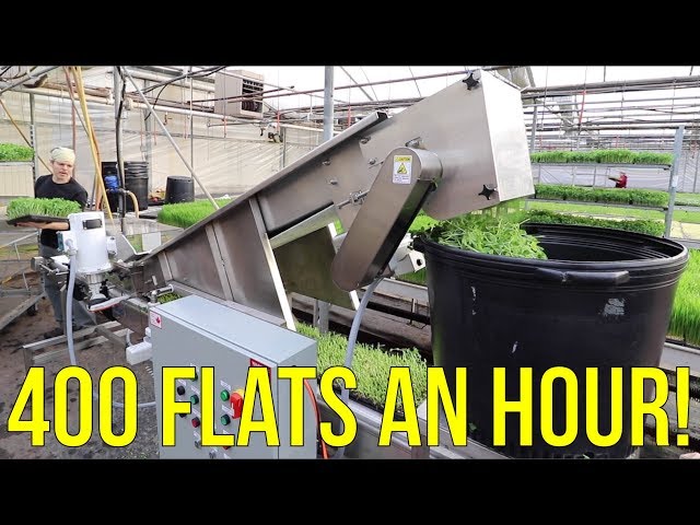 This Mind-Blowing Machine Cuts Through 400 Flats Per Hour!
