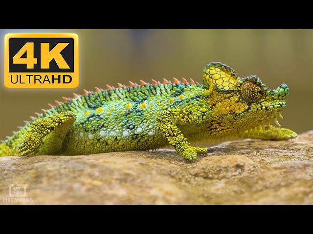 4K Amazing Animals Collection - Cinematic Relaxation Film
