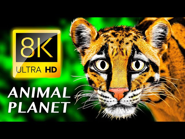 ANIMAL PLANET 8K ULTRA HD - #8K
