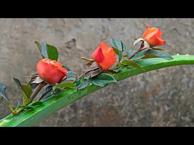 Creative Ideas, Grow roses from cuttings using natural rooting hormone aloe vera