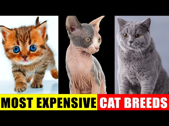 Cutest Cat Breeds and Their Characteristics, Personality