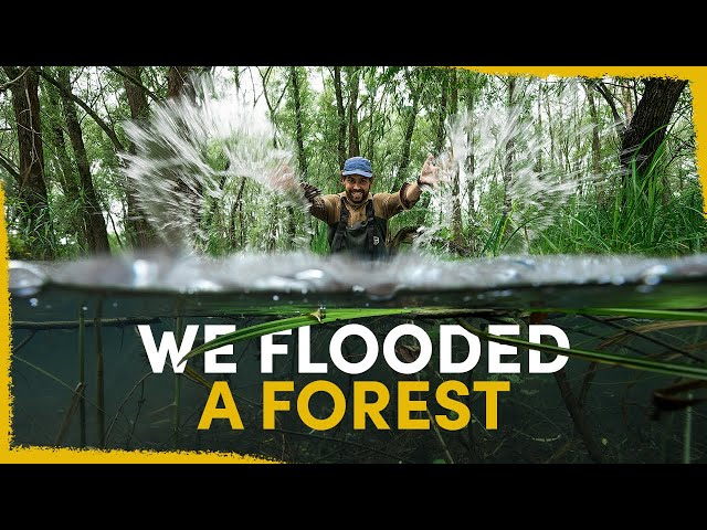 One year ago we flooded a forest - the results are insane