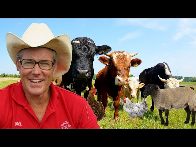 100s of Farm Animals and NO Vet Bills | Joel Salatin Explains