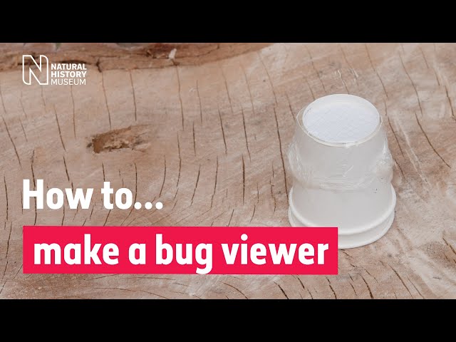 How to make a spi-pot bug viewer for minibeasts | Natural History Museum