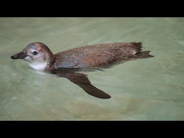 Penguin Chick Swimming Lessons