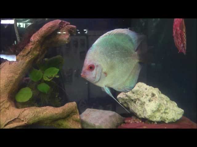 How to keep Discus fish Part 1