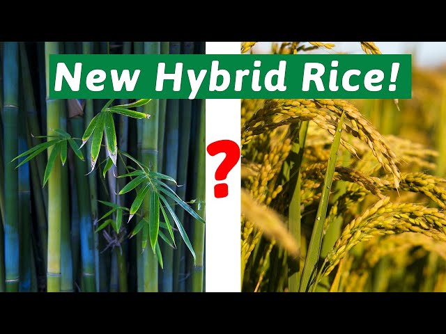 China JUST SHOCKED The Entire World With a super powerful Hybrid Rice!