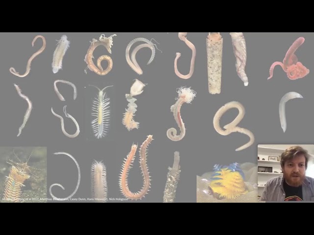 Endless Worms Most Beautiful with Dr Luke Parry