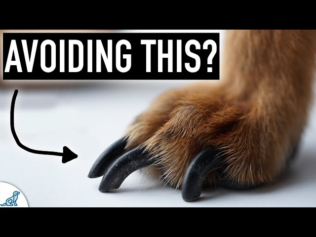 Dog Nail Clipping Doesn't Have To Be STRESSFUL...