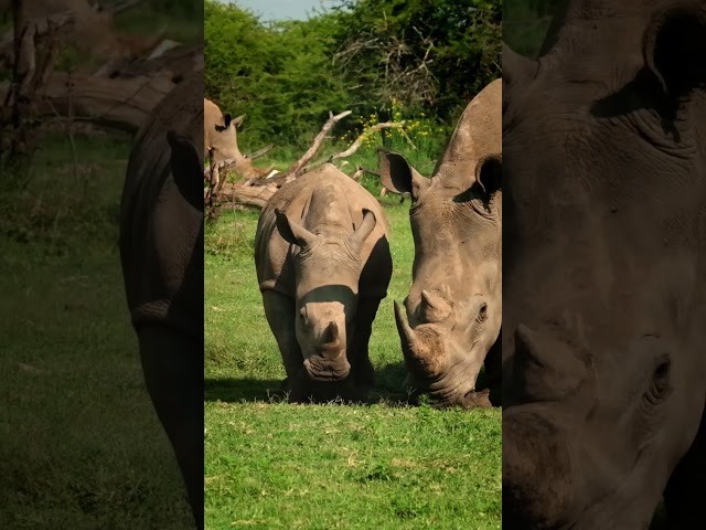 There are few animals as magnificent as Rhinos! #rhino #africanwildlife #africansafari