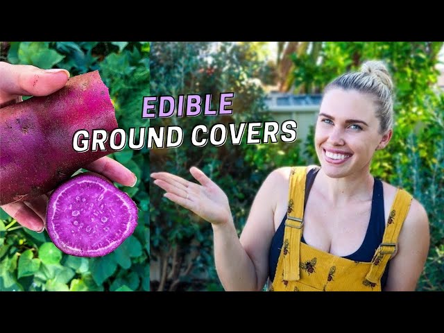 10 Edible Ground Cover Plants for Permaculture Gardening in Australia // Edible Gardening Tips