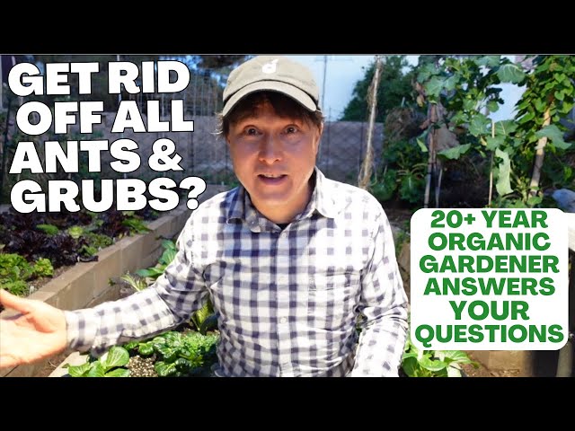 Do I NEED to Get Rid of Ants & Grubs in My Organic Garden + More Q&A