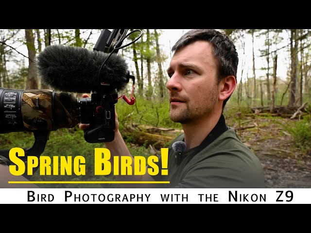Bird Photography: Photographing Warblers and other Spring birds with the Nikon Z9
