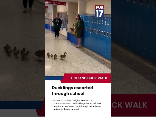 Ducklings escorted through school hallway